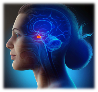 Endoscopic Surgery for Pituitary Adenoma